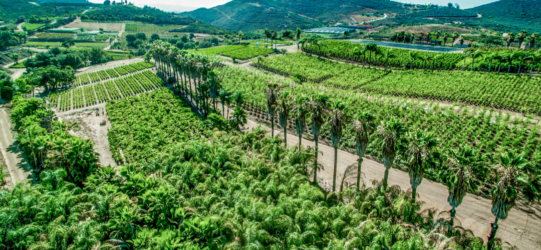 MOON VALLEY NURSERIES GROWING CUSTOM TREES FOR OVER 25 YEARS